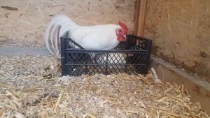 Куры Феникс.