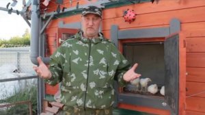 Расклев (каннибализм) у цыплят. Ветеринарный врач рекомендует.