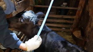 КАК ИЗМЕРИТЬ ЛЕНТОЙ ВЕС ТЕЛЕНКА КОТОРОМУ МЕСЯЦ