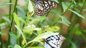 Интересные факты про бабочек(Interesting facts about butterflies).