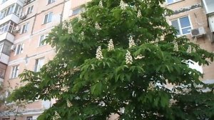 как цветут каштаны