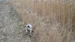 Охота с русским охотничьим спаниелем видео 1