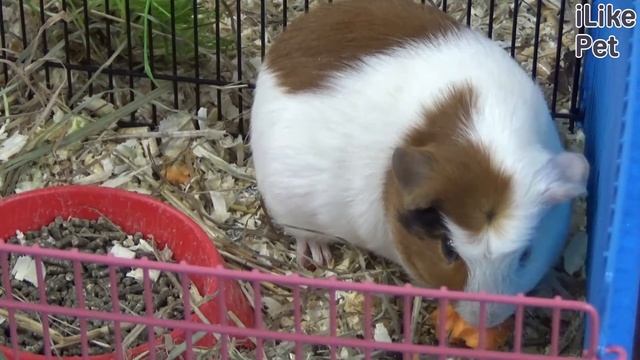 Морская свинка крестед. Особенности породы, уход на ilikepet смотреть онлайн