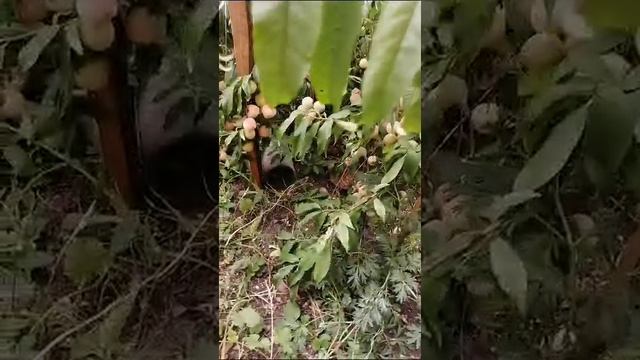 Равиль из Мелеуза,Башкирия.Персик Хасанский.