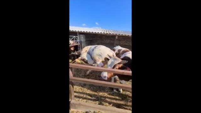 Племенные быки красно пестрой породы SD 480p смотреть онлайн