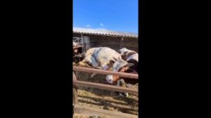 Племенные быки красно пестрой породы   SD 480p