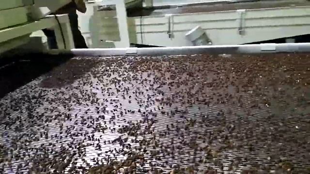 ООО Цяопай：Оборудование для шелушения кедрового ореха ТFSZ-100 смотреть онлайн