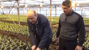 Как сделать столы для рассады в теплице?