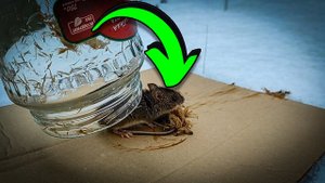 Как поймать МЫШЬ без мышеловки. Самый гуманный способ
