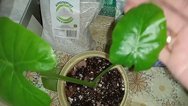 Пересадка алоказии. Сеянцы акации и сирени венгерской. смотреть онлайн