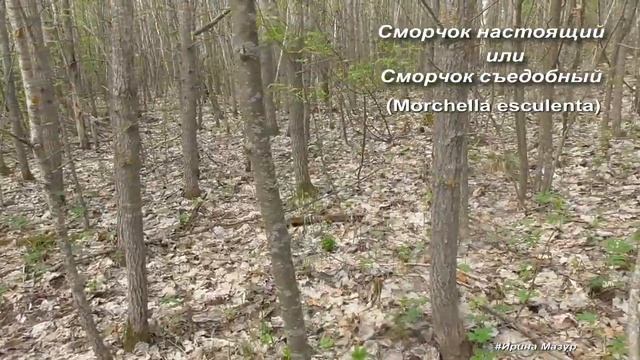 Весенние грибы - сморчок конический, сморчок настоящий и сморчковая шапочка. смотреть онлайн