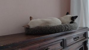 Ирви Тайская легенда, окрас блю пойнт