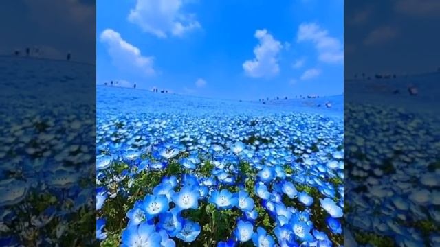 Медитация на прощение. Медитация Елены Диткевич. Forgiveness Meditation. Elena Ditkevich.