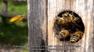 На какое расстояние летают пчелы
