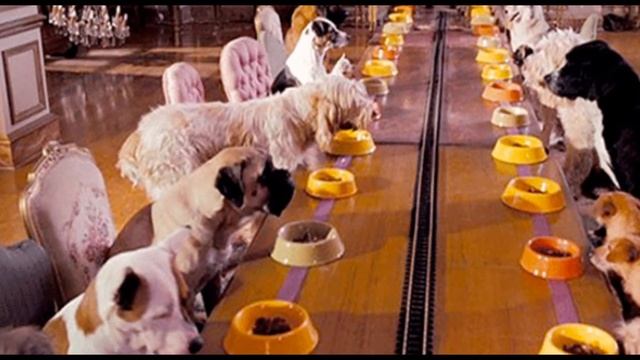 Кормление собаки на даче смотреть онлайн