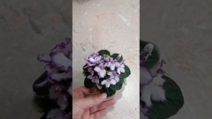 Фиалка. Н-Лунная радуга.