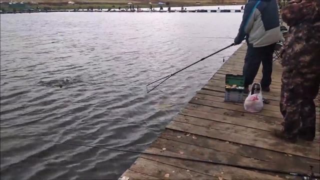 Клевое Место д. Савельево. Поимки форели второй сектор. смотреть онлайн