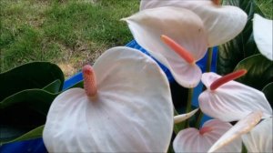 Антуриум Fresh Love. Антуриумы Андре с белыми цветами