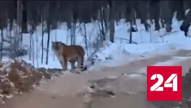 Водитель тяжелой техники снял в лесу тигра недалеко от бытовки рабочих - Россия 24 