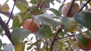 ХУРМА в Беларуси