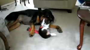 Собачьи бои