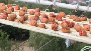 СУШЁНАЯ СЛИВА-АЛЫЧА по- Азербайджански?ALBUXARA! How to dry plums at home in Azerbaijani