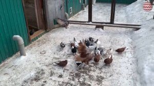 Николаевские голуби Филатова Вячеслава. Тел. 8 (927) 689-92-89 г.Самара. Декабрь 2022 год