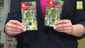 ? Лучшие Гибриды Огурцов Пучкового Типа на 2021 год