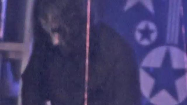 Сердце Дурака -- Деревья