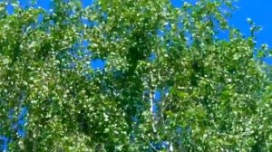 Марьин  корень - королевский цветок Психологический релакс.