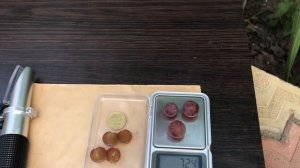 Неукрывной кишмиш Катавба
