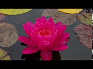 Нимфея Bleeding Heart (Кровоточащее сердце) кувшинка, waterlily, водные растения, пруд