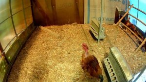 Красные голошейки. 3 месяца. Продолжаем растить))))