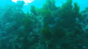 Дайвинг в Атлантическом океане. The Atlantic Ocean Diving