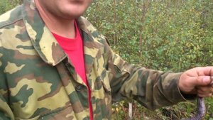 Гадюка - ядовитая змея