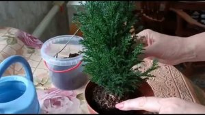 КИПАРИСОВИК. ПЕРЕСАДКА ПОСЛЕ ПОКУПКИ И УХОД