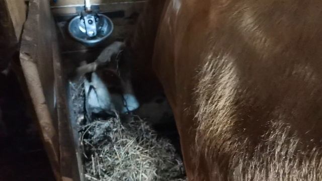 Поилки для коров своими руками!