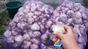 Сорта чеснока для промышленного выращивания. Выбор сорта, особенности некоторых сортов.