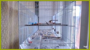 152x46x45,5 Клетка для птиц Triol 504 Большая пролетка Bird cage Large span