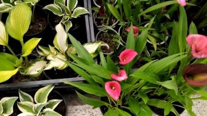 Цветочный оптовый рынок Краснодар 6 июля 22 г