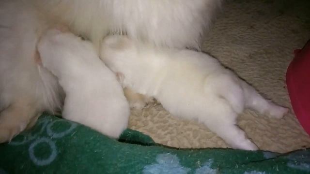 Новорожденные щенки шпица