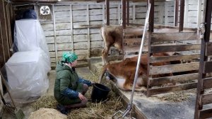 ОТЁЛ КОРОВЫ ОТ НАЧАЛА ДО КОНЦА // КТО РОДИЛСЯ У УМКИ ?