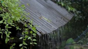 Within 5 Minutes You Will Beat Insomnia Instantly with Heavy Rain & Thunder on a Tin Roof