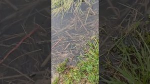 щука пробуем развести щуку в водоеме где водится 99% карась столетник