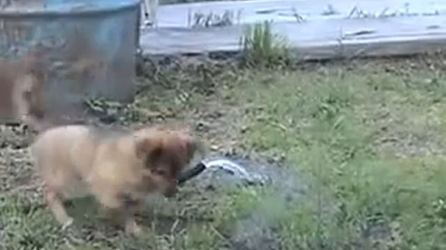 Малыш и шланг смотреть онлайн