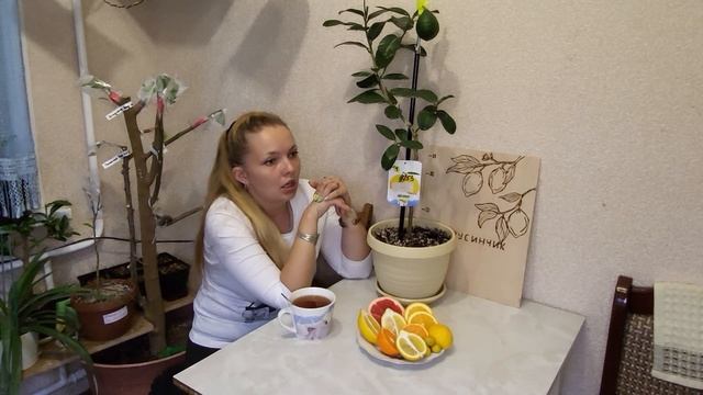 Лимон Панэ, Хлебный лимон. Описание сорта. смотреть онлайн