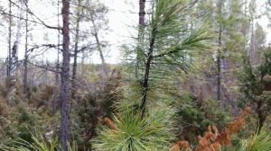 Верховья реки Китой, недалеко от п. Октябрьский. природа 🏞.