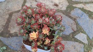 echeveria minibell/toprağimda solucan gübresi/sulama suyunda koyun gübresi takviyesi