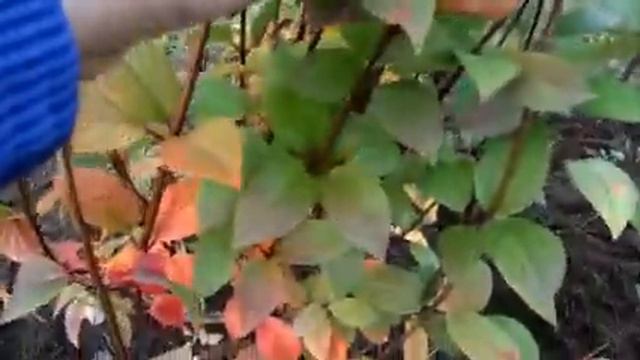 Совет при покупке гортензии. Я себе купила на Ярмарке, давно мечтала такую красоту посадить на даче