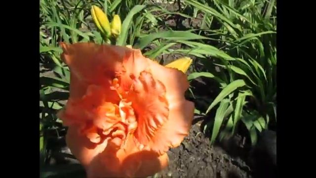 Отэм Оранж Трафл смотреть онлайн